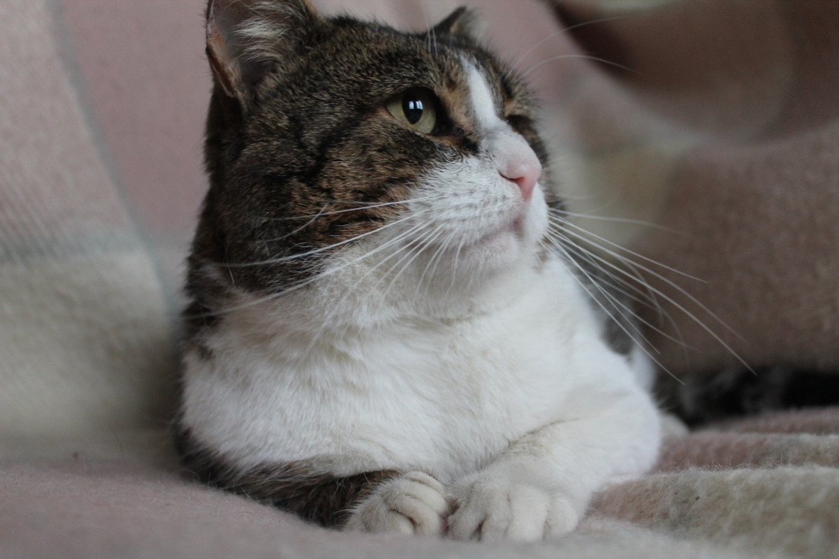 9BE4CC72-3D86-459C-B83C-6FEDCB902934