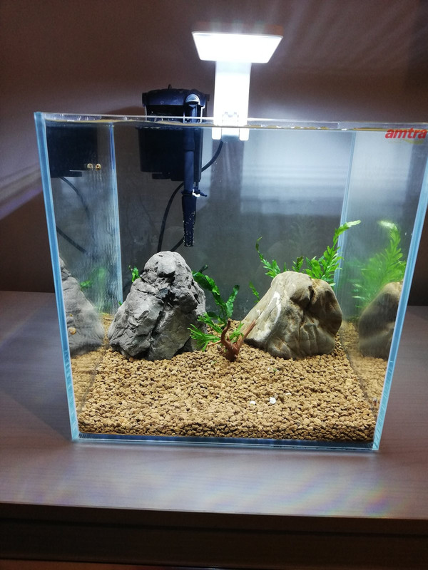 Caridinaio 30x30x30 (3)