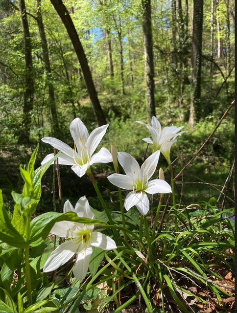[Image: Lily.jpg]