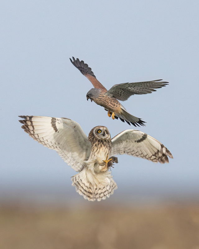 Velduil in conflict met een Torenvalk, Friesland Buitendijks, 2020