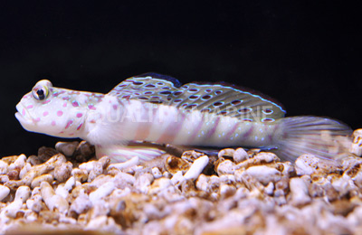 pink-spotted-goby.jpg