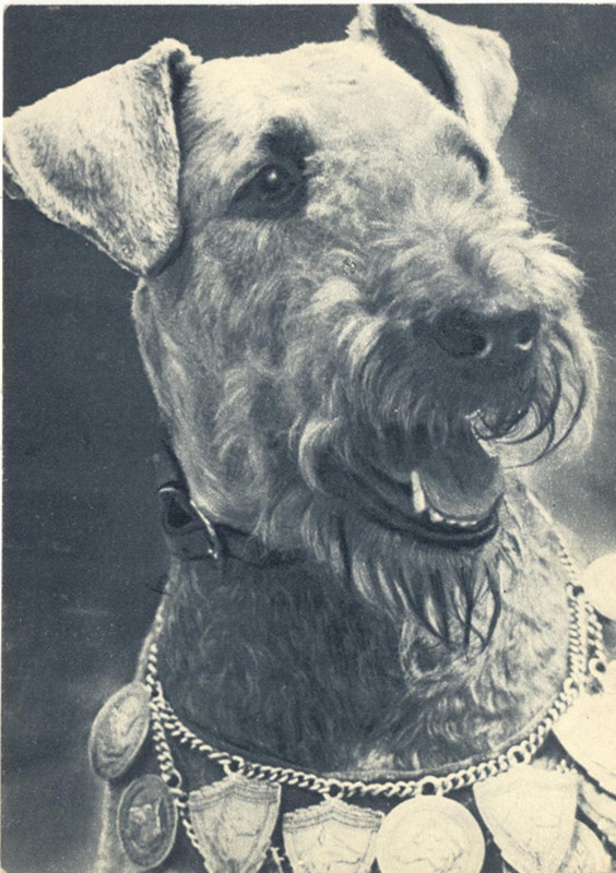 Эрдель-терьер 1969 Планета 30