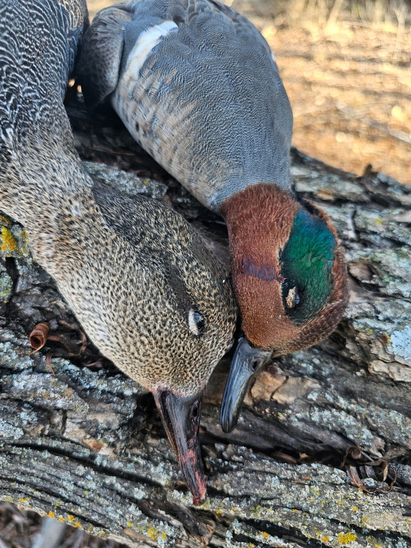 Screenshot 20251212 152352 Gallery