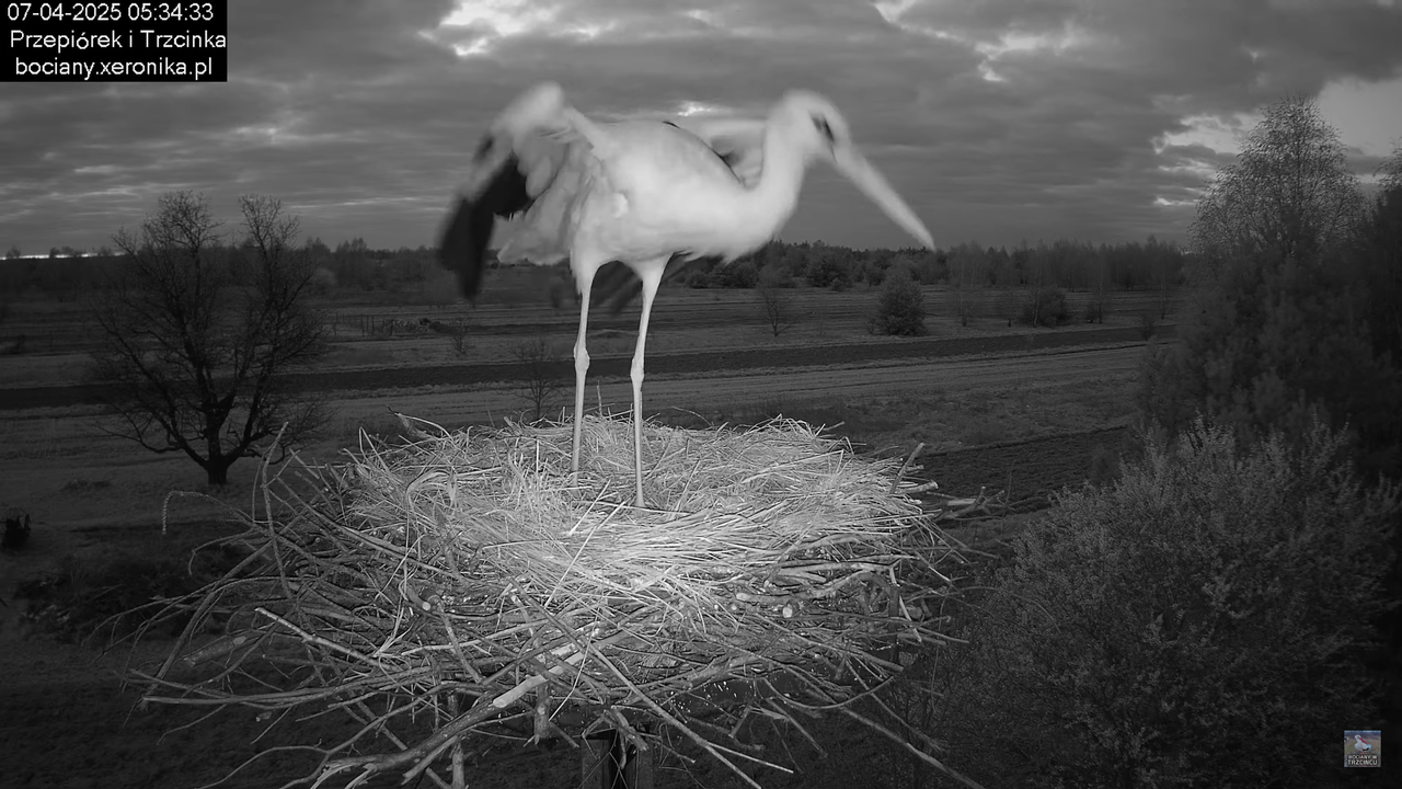 07042025bocian (9)