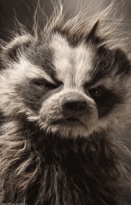 IMG-1266.gif