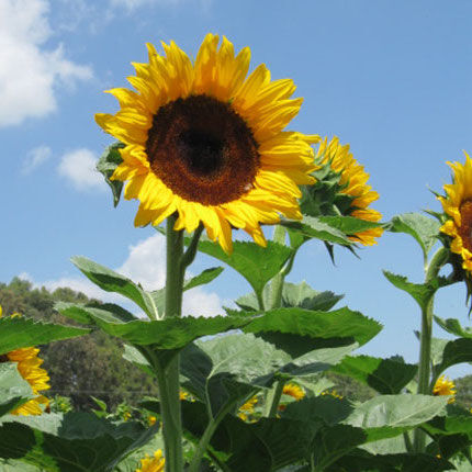 [Image: Early-Black-Heart-F1-Sunflower.jpg]