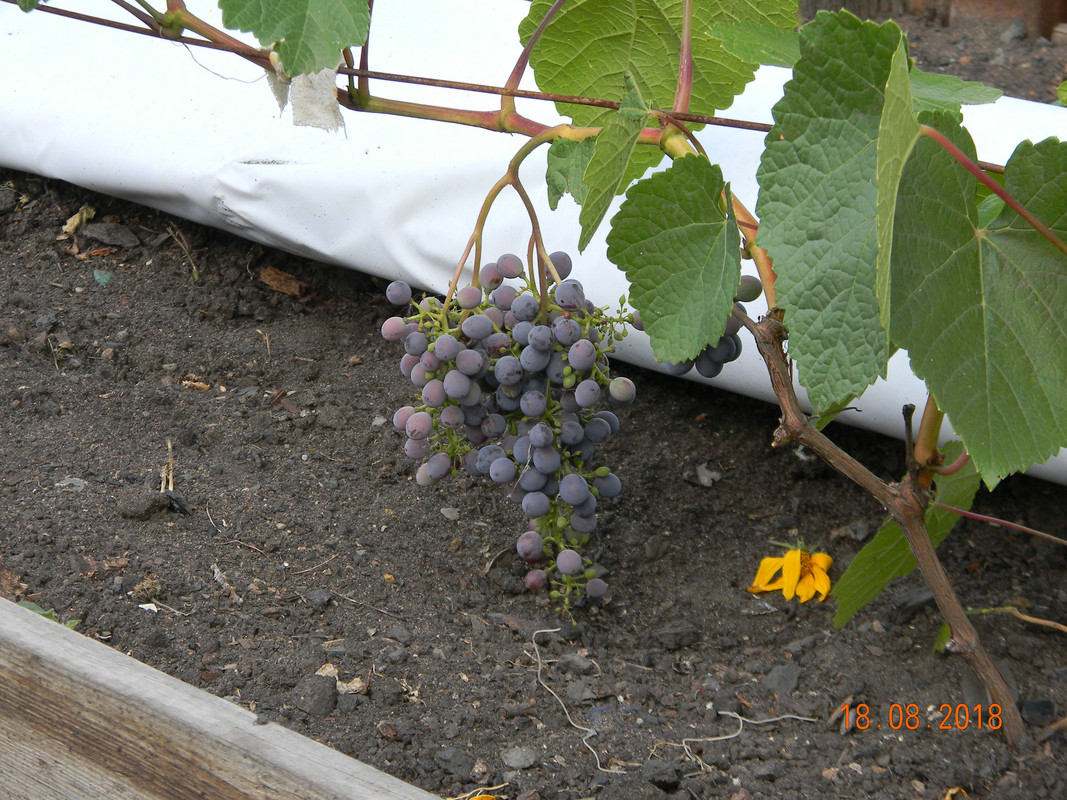 DSCN0201
