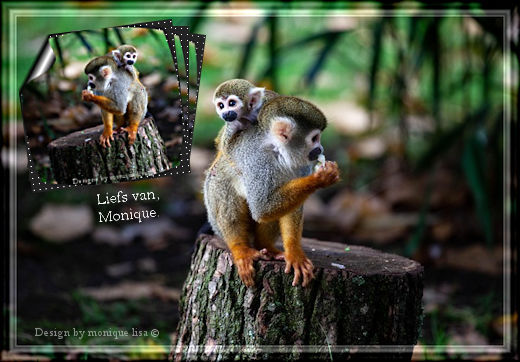 An den Beitrag angehängtes Bild: https://i.postimg.cc/k5X808zd/spider-monkey-LIEFS.jpg