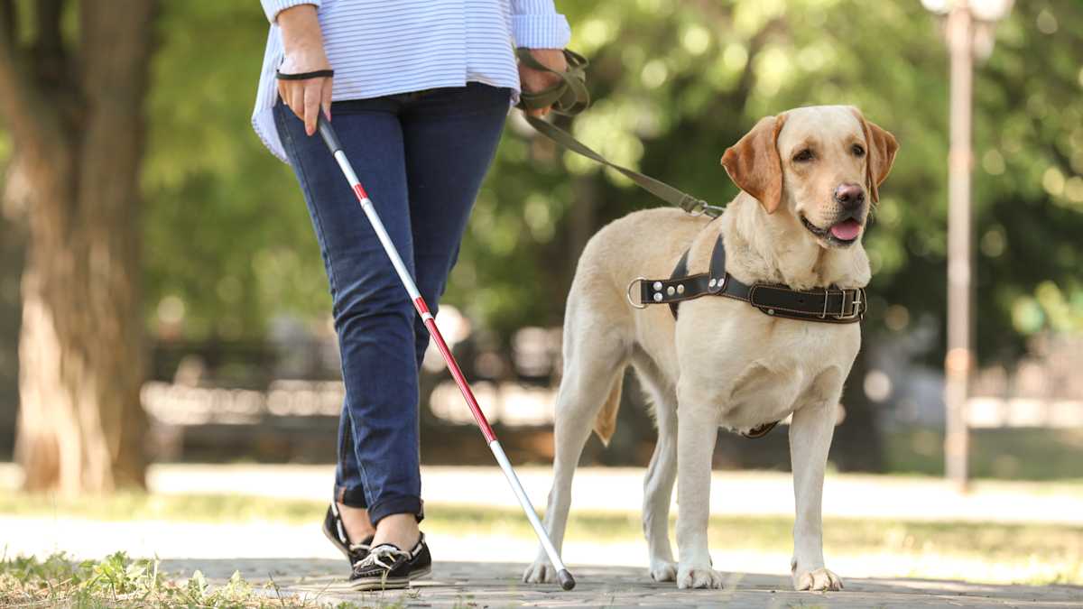 guide-dog.jpg