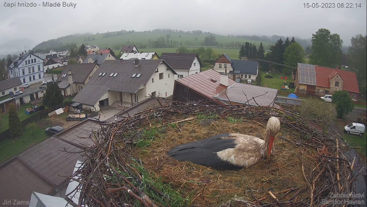 Živá kamera - Mladé Buky - čapí hnízdo 12-51-19 screenshot