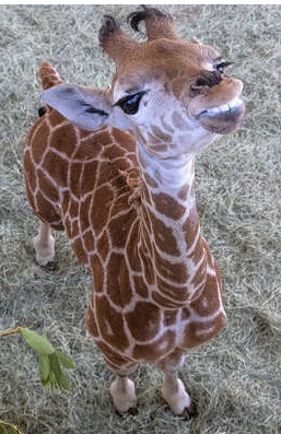 Giraffe-smile-for-you