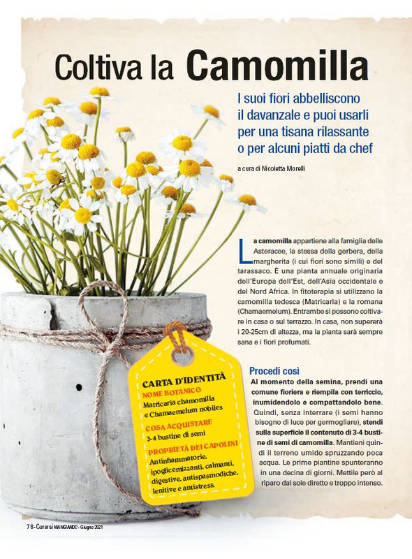 Cur Mang Giu 2021 (12)