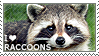 i <3 raccoons