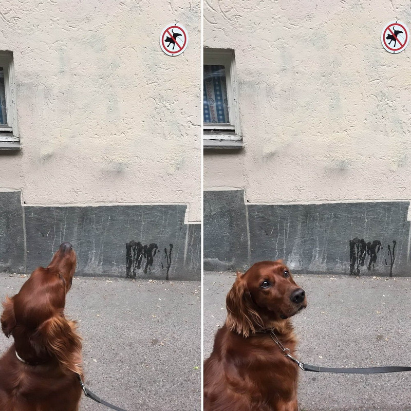 13481687