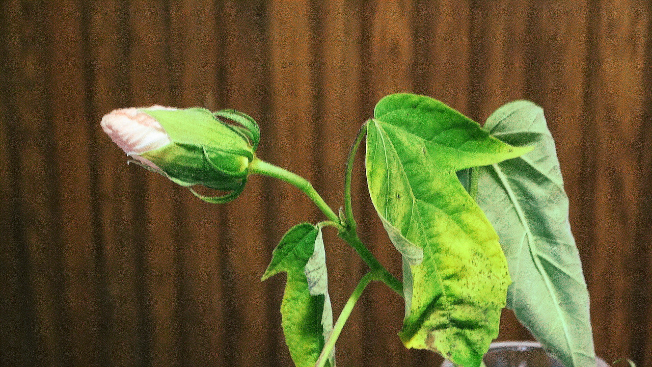 močvirc 6.12.2023 (1)