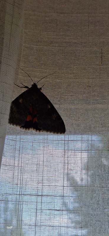 [Image: 20250802-184742.jpg]