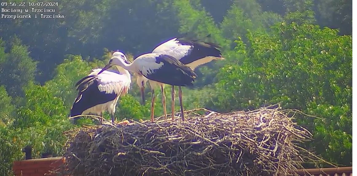 juzjaciewyczyszczebrudasie