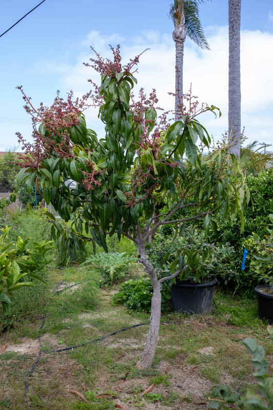 8U1A2489  Mallika-ValCarrie Mango Tree in RB after Trimming (6-29-23)