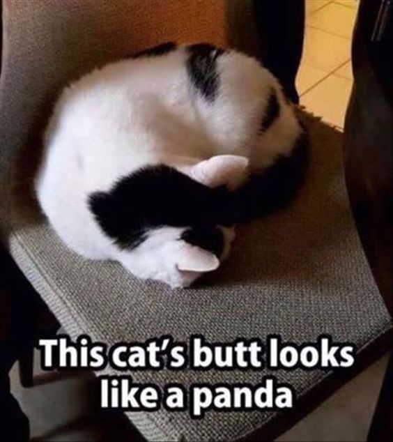 Cat Humor #8