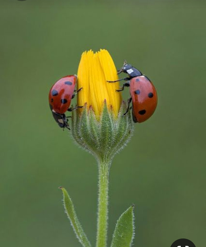 Screenshot_20230405_232935_Pinterest