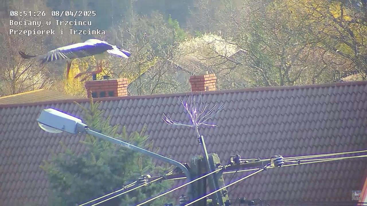 08042025bociannalatarni_17