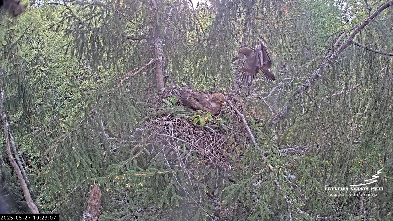 LVM mazais ērglis Lisiņa, egle2 – Lesser Spotted Eagle 11-0-2 screenshot (1)