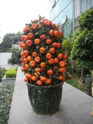 citrus 2