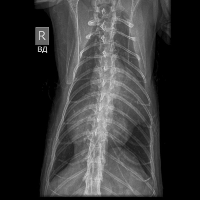 Колесников Марс (4) (1)