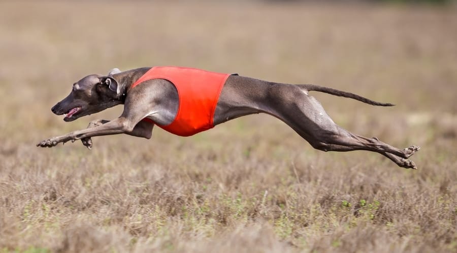 Are Italian Greyhounds Hypoallergenic?