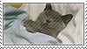 eepy kitty