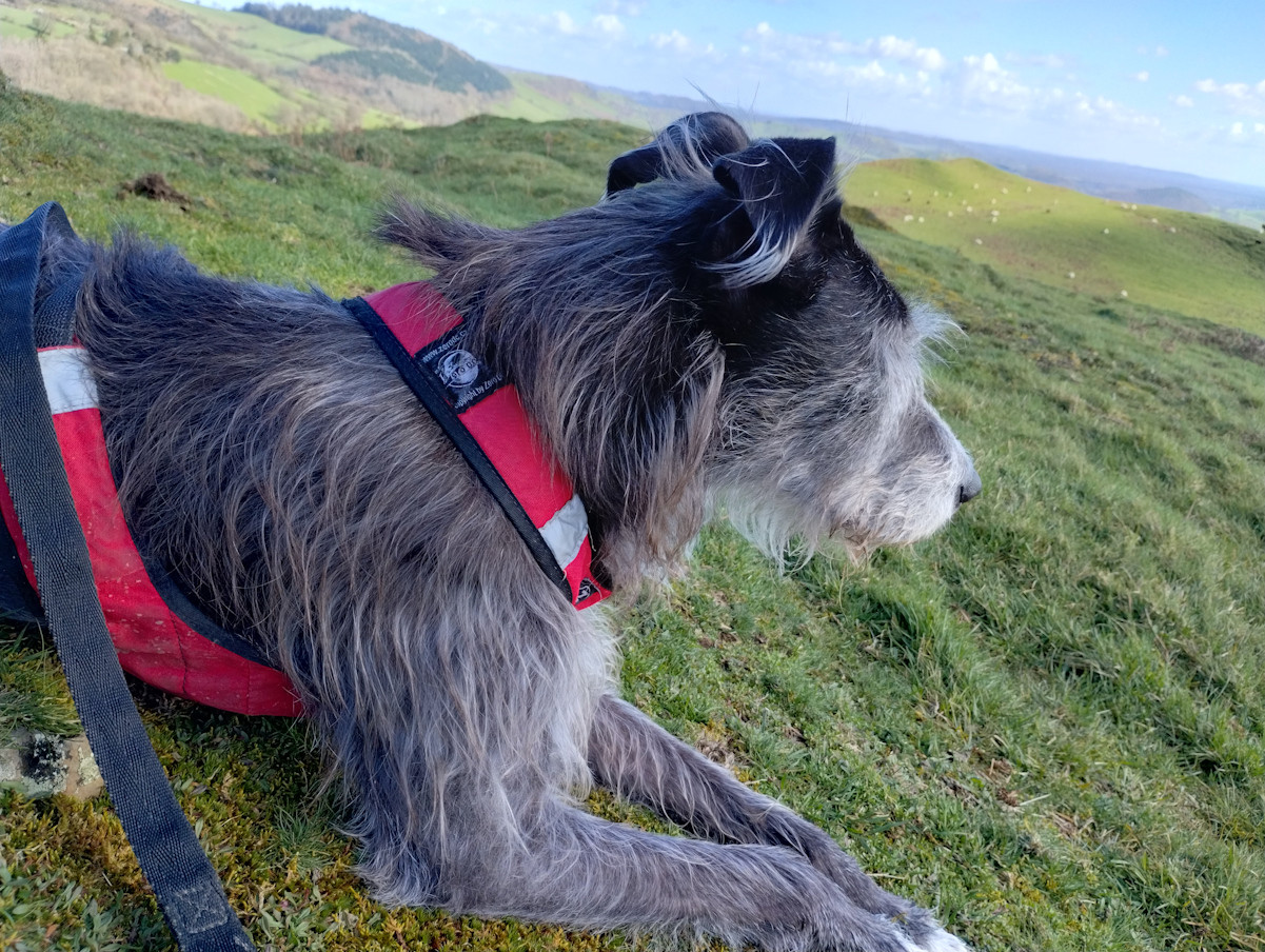 Walk14Mawrth (15) rszd