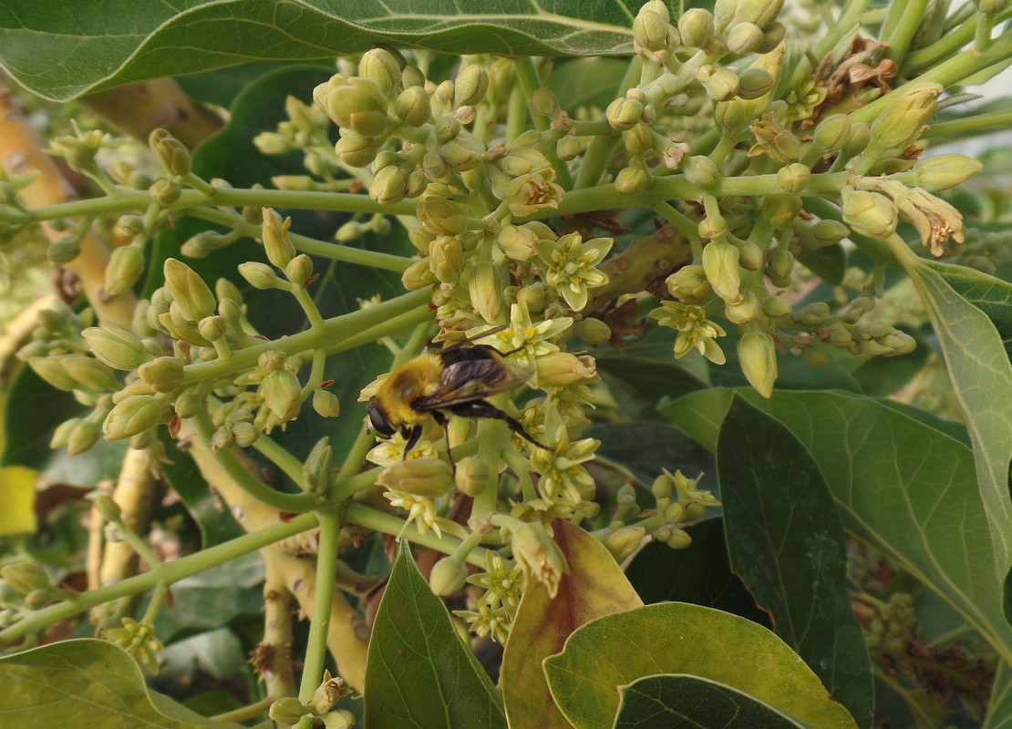 Pollinators3