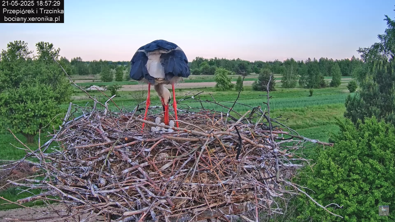 21052025bociany27