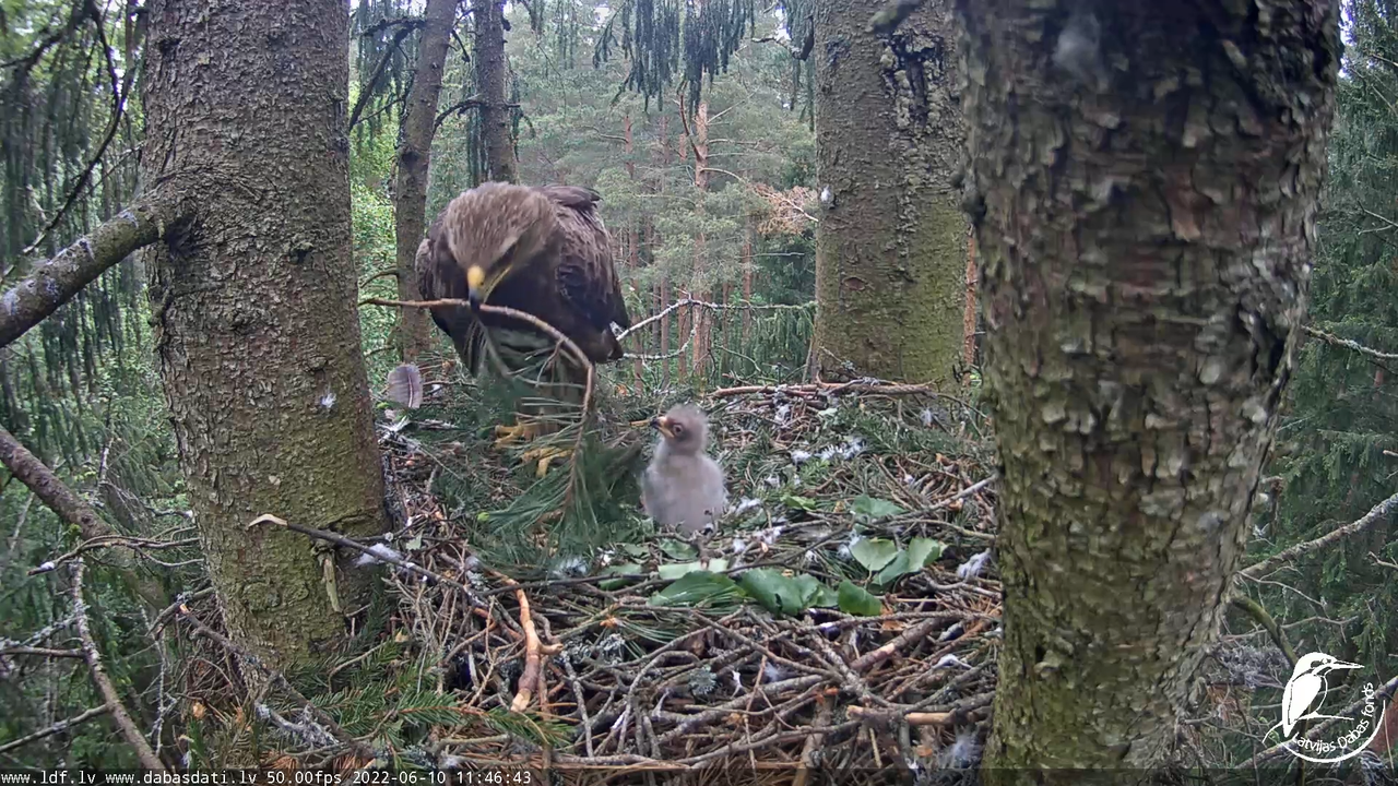 Mazais ērglis (Clanga pomarina), ligzda eglē __ Lesser spotted eagle in spruce, Zemgale, Latvia 10-5