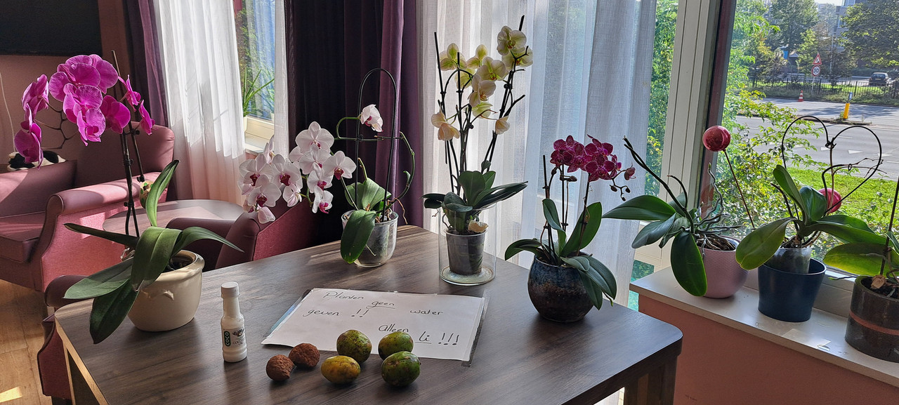 [Image: TUIN-MT-ORCHIDEE-TRAI-COC-NOTEN-20231010-124403.jpg]