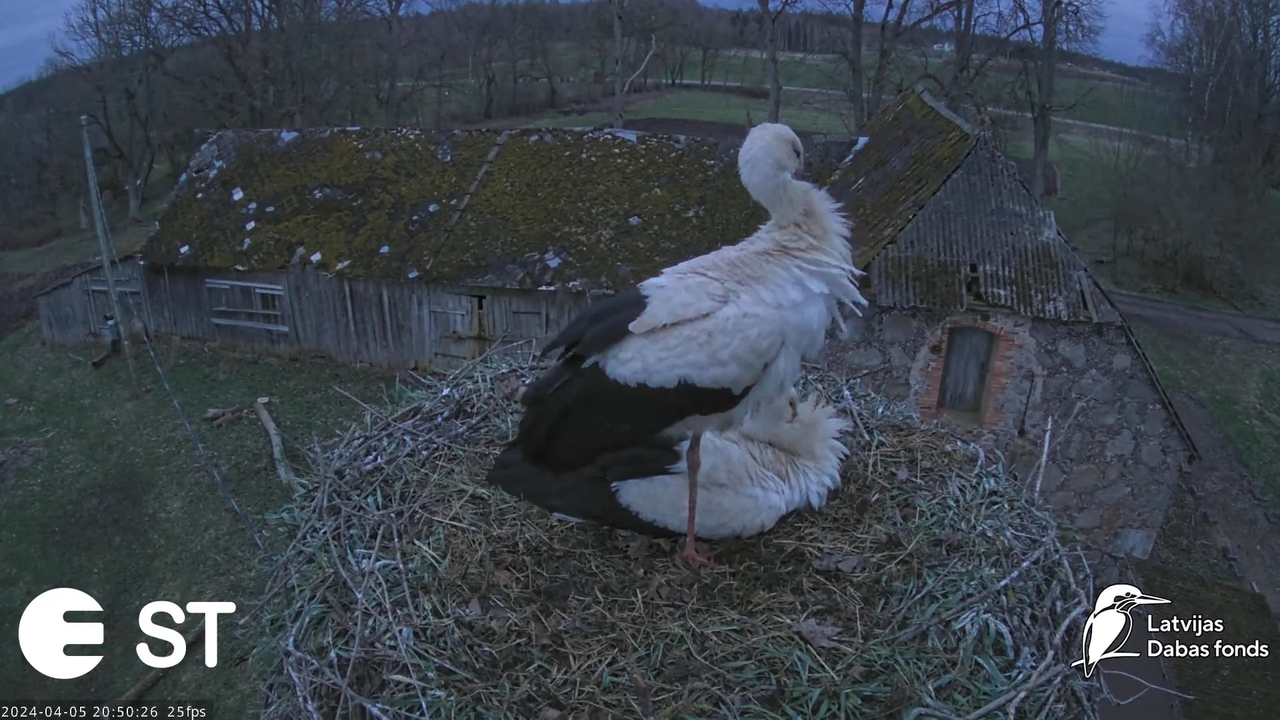Baltie stārķi (Ciconia ciconia) Tukuma novadā - LDF tiešraide __ White storks in Tukums, Latvia 10-4
