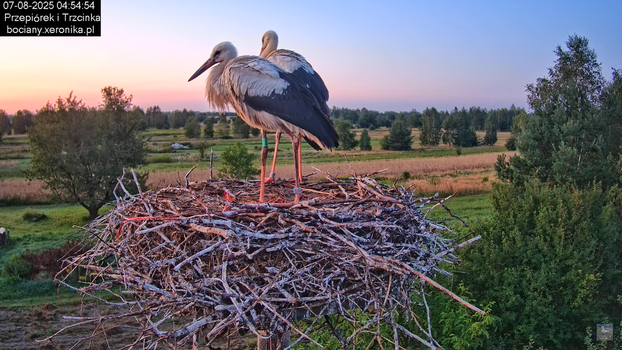 07082025bociany4