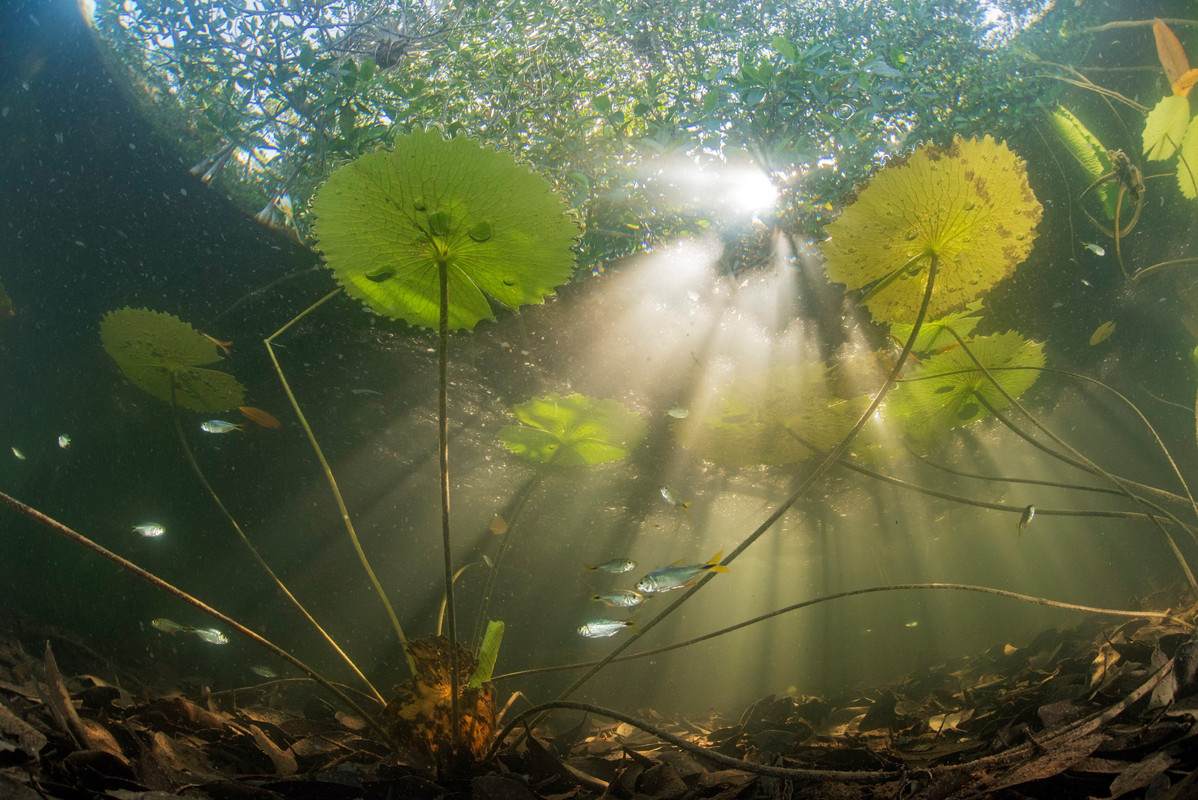 Descubren asombroso bosque de manglares entre México y Guatemala