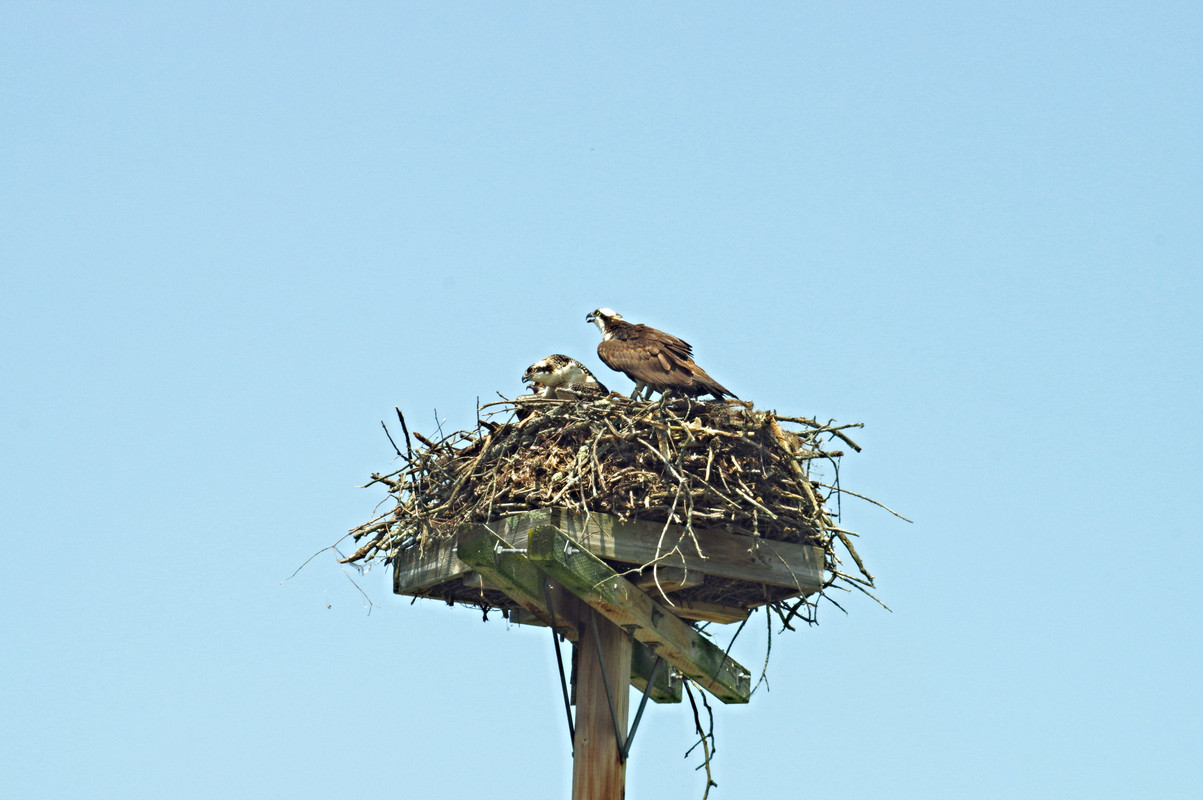 TAIR-3S 300mm