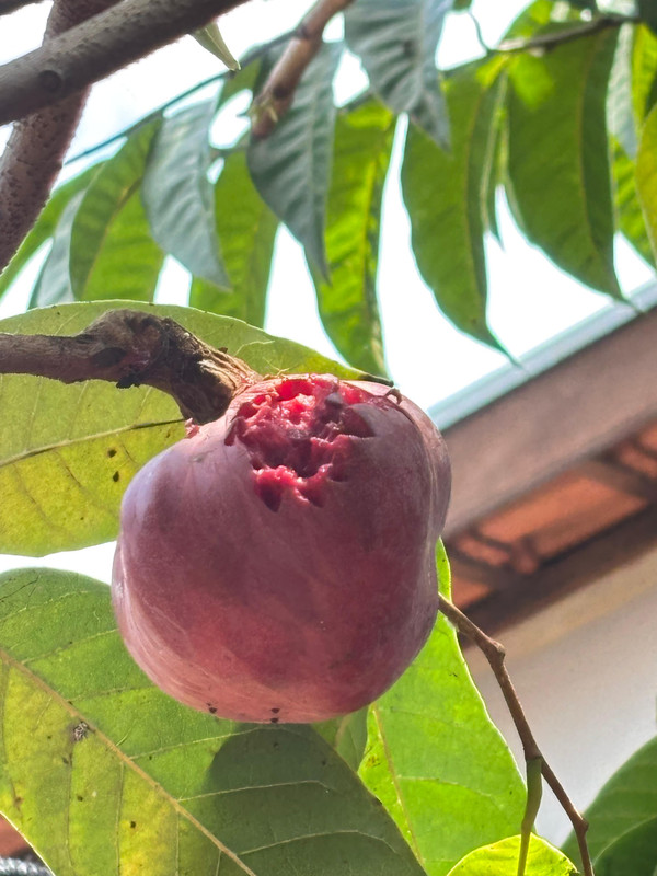 A reiculata Red