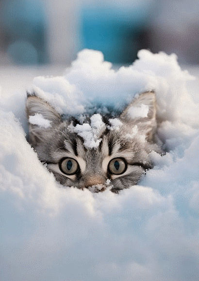 1-chat-dans-la-neige