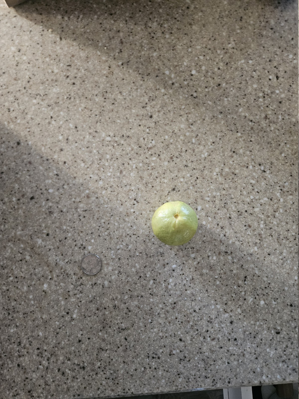 Malay apple