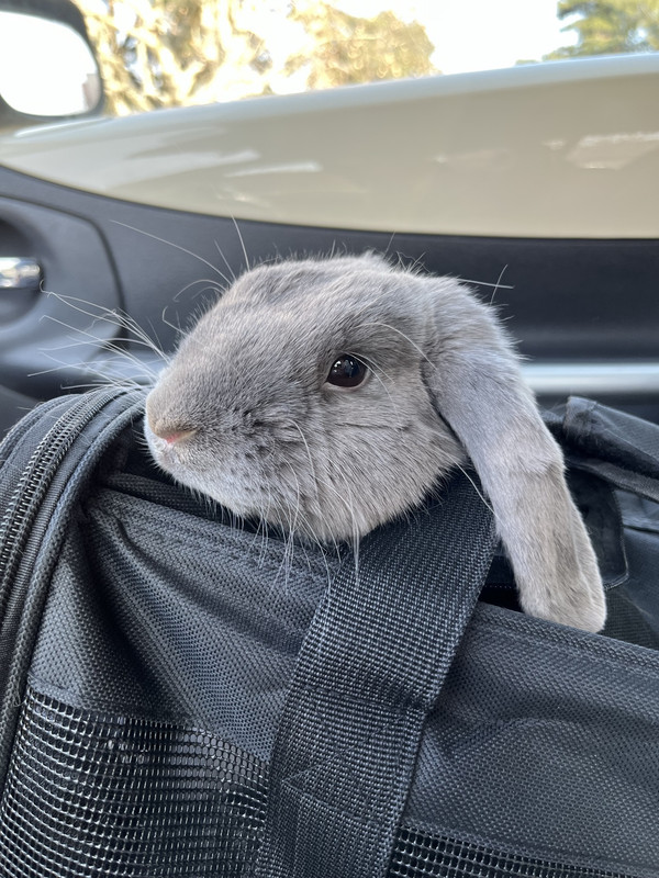 Buzz in his carrier