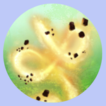 https://i.postimg.cc/k5r9WCZN/Ypafgiicone.png