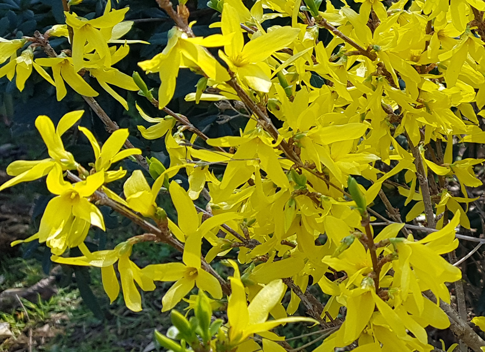[Image: 20210306-113938.jpg]
