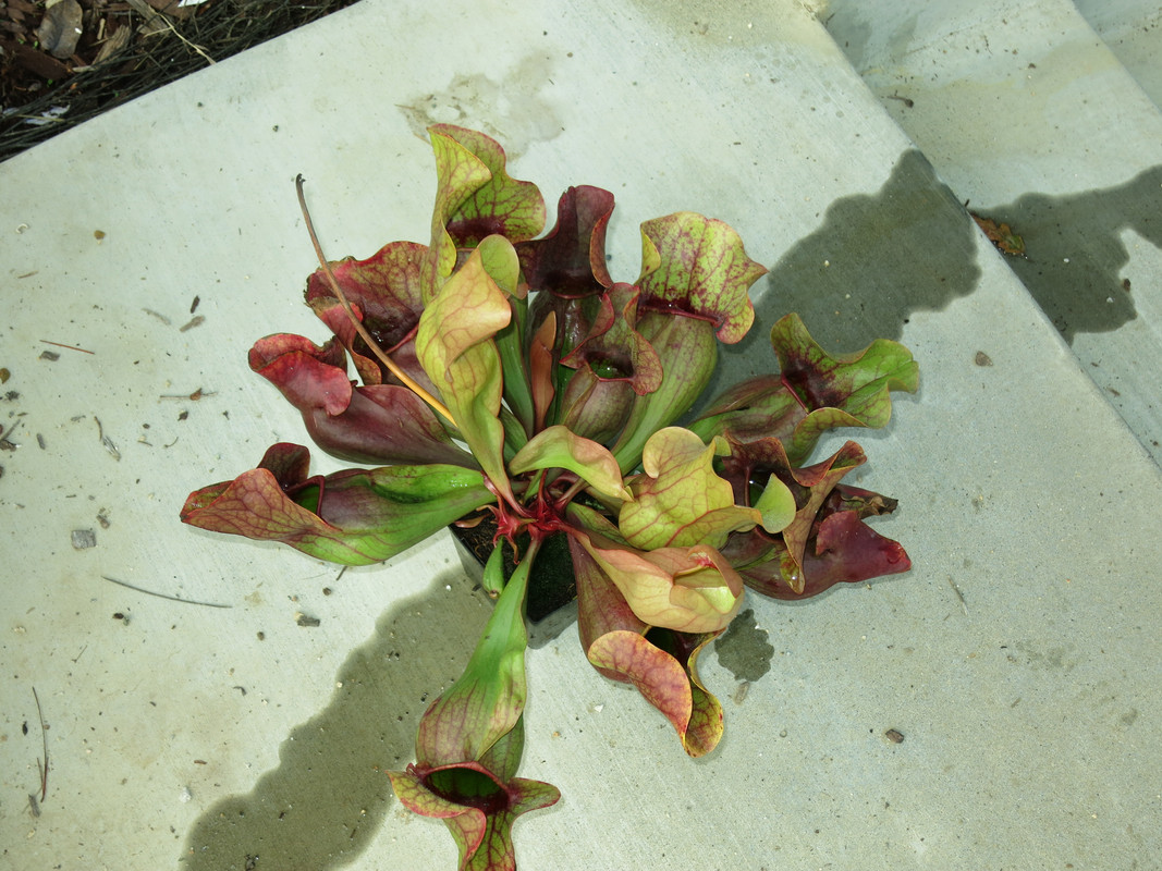 Red Throat Giant — early December 2018, late-season fattening