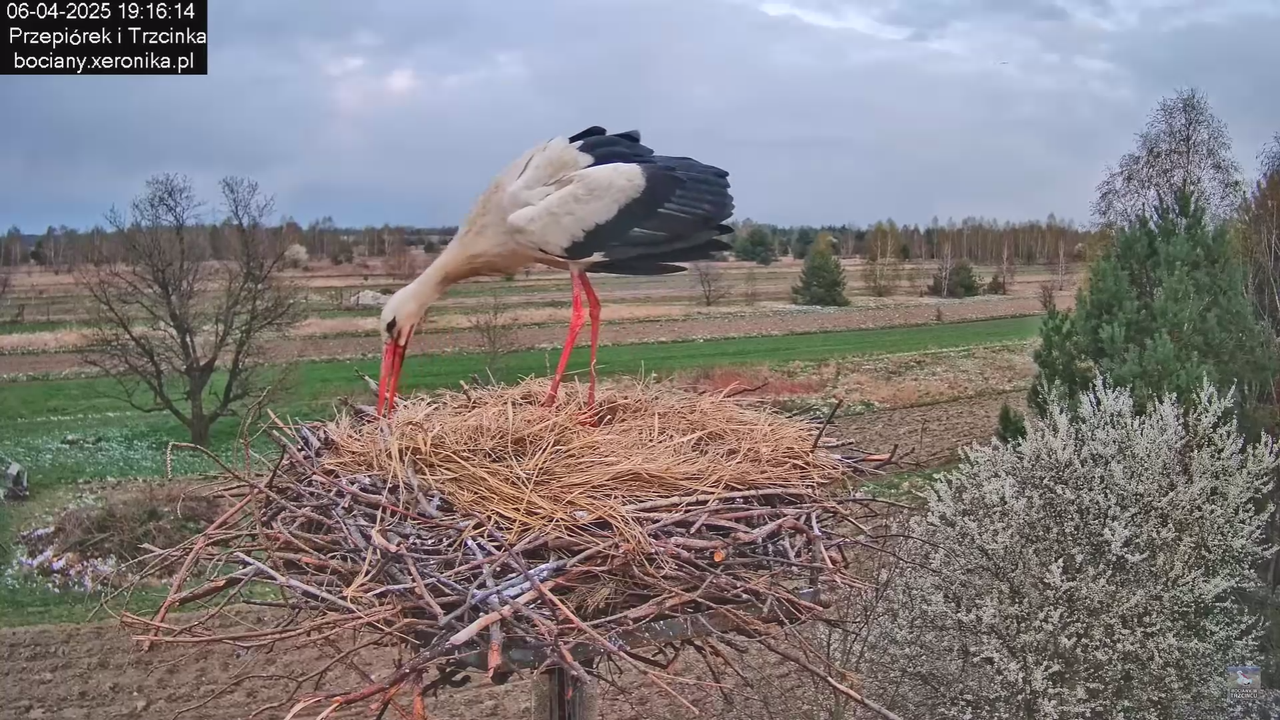 06042025bocianzostaje_4