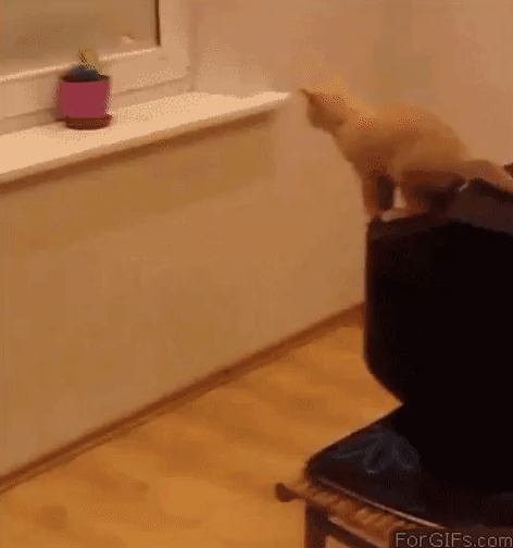 daily-gifdump-3395-02.gif