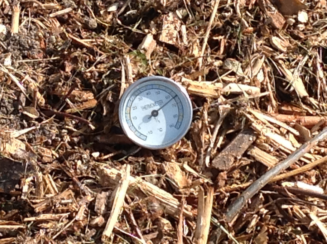 Buchsbaum ist im heissen Kompost 11. Mai 2015 (1