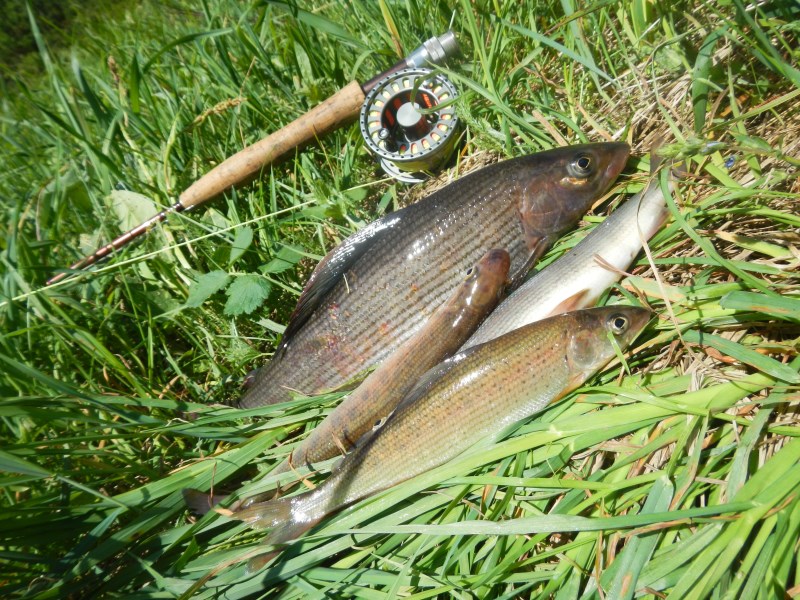 DSCN2192 (800 x 600)